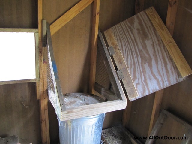 Chickens Roosting on the Feed Barrel