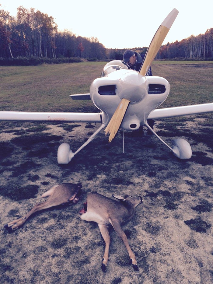 Photo Deer Cut in Two by Airplane Propeller