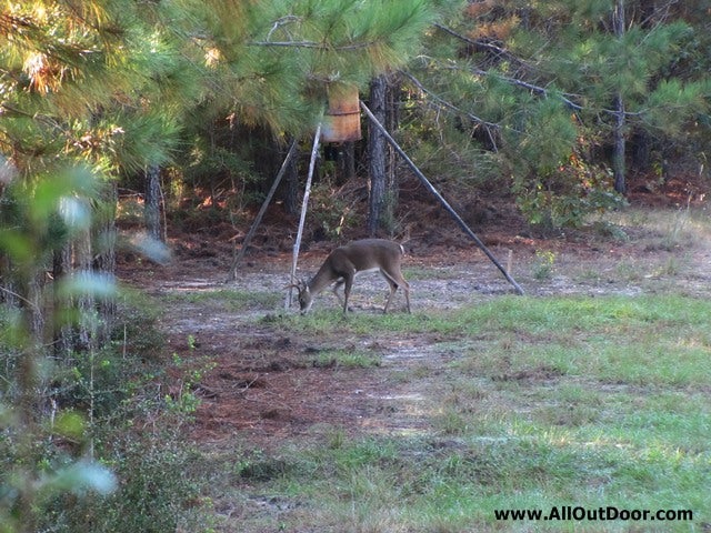 Deer Hunting With a Feeder