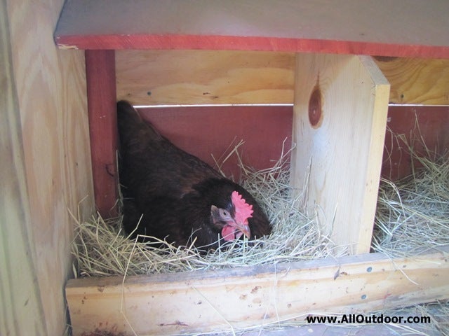 Should a Broody Hen be Moved?