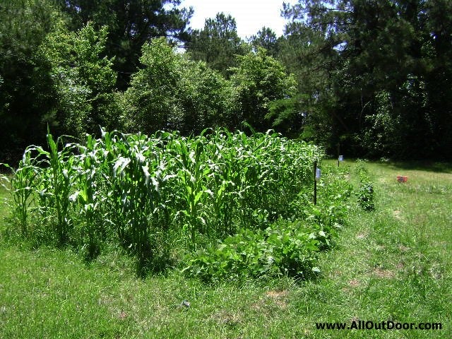 Three Types of Crops Preppers May Want to Consider