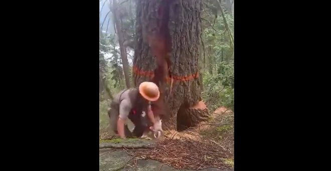 Watch: Tree Cutter Gets a Nasty Surprise From a Hollow Tree