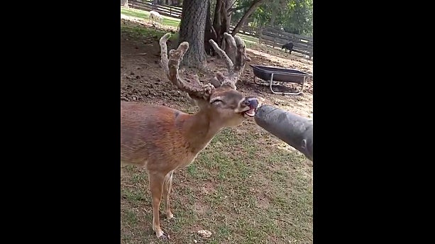 Watch: Big Whitetail Buck Loves a Leaf Blower