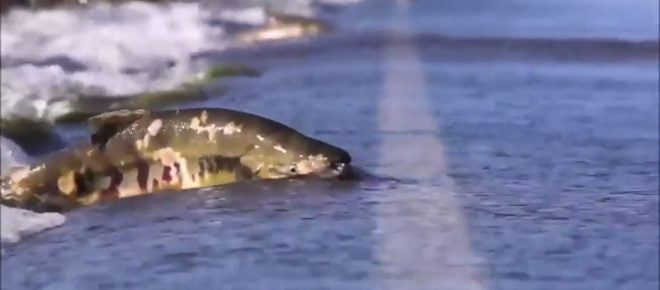 Watch: Fish Swimming Across the Road