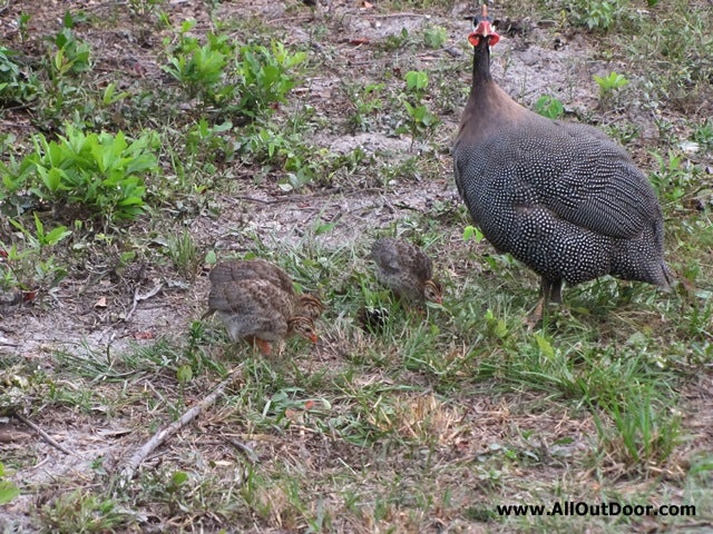 The Joys of Raising Guinea Fowl