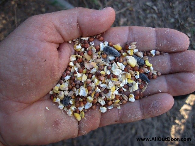 Handful of hen scratch for feeding chickens