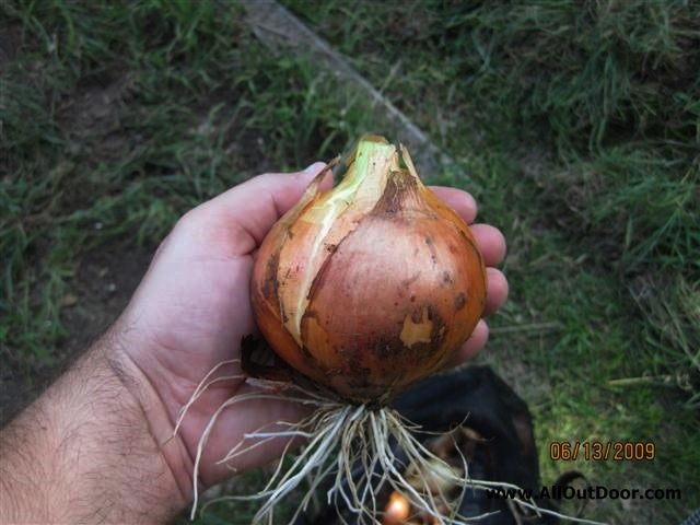 Growing Onions for Backyard Farmers