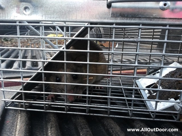 Pest Control for the Chicken House