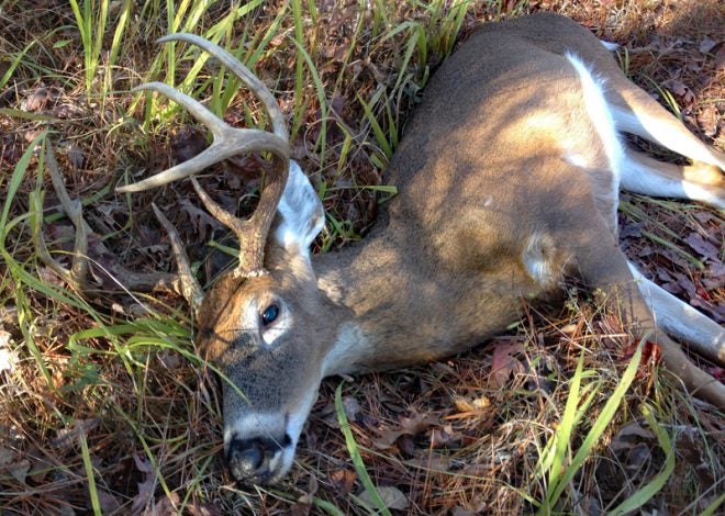 This tall-racked whitetail is the only deer that went anywhere after being hit (40-50 yards). (Photo: Russ Chastain) 