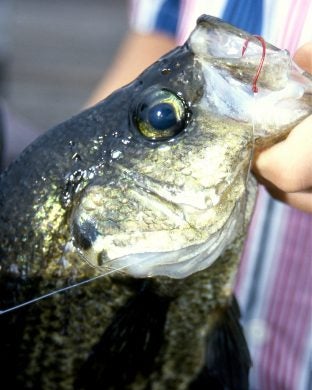 3-mcnally-crappie-colors