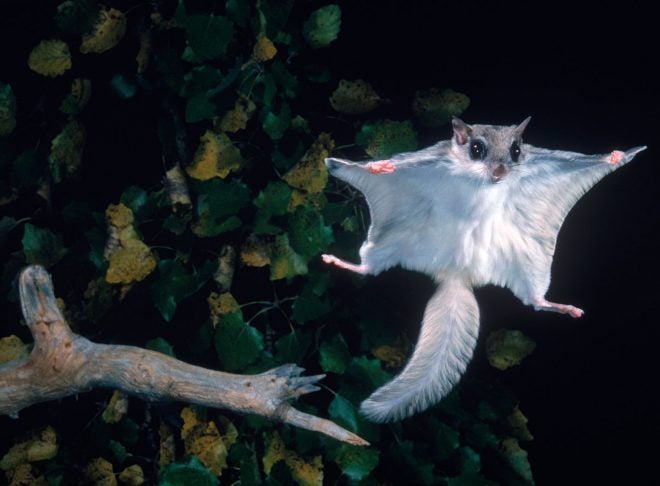 Flying Squirrels Attack Hunter - AllOutdoor.com