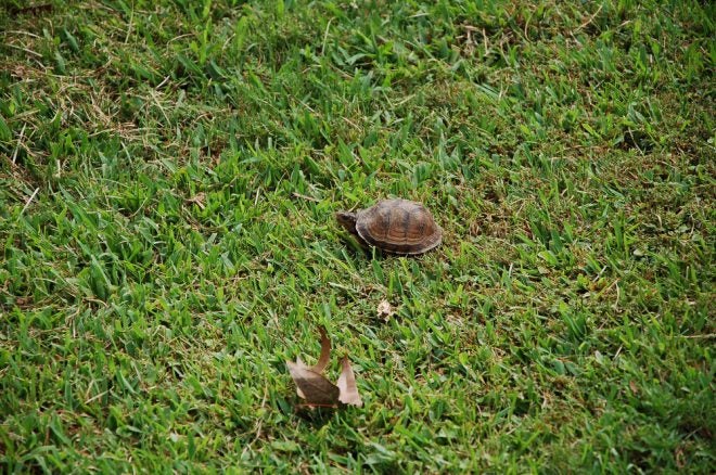 Foraging for Food