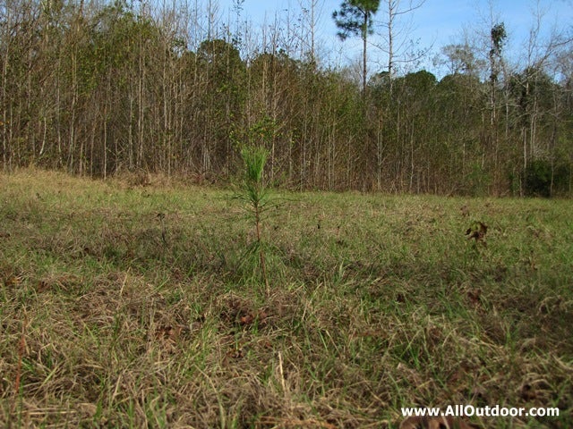 Developing Sustainable Wildlife Habitat