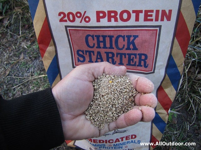 Chick starter chicken feed