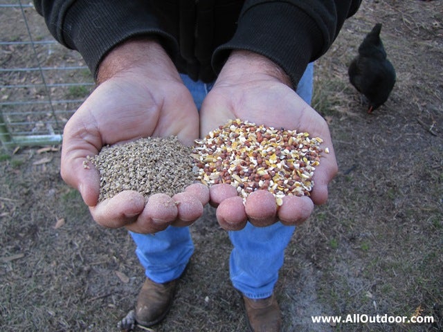 Different Types of Chicken Feed