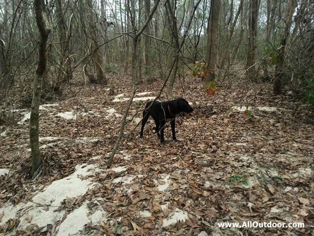 A Dogs Life on a Family Farm