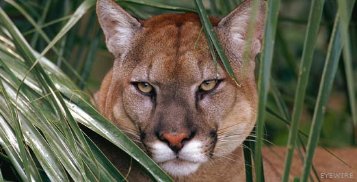 Florida Panther Populations Soar