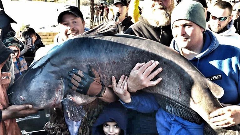 Monster Blue Catfish Caught, Released in Virginia Tournament