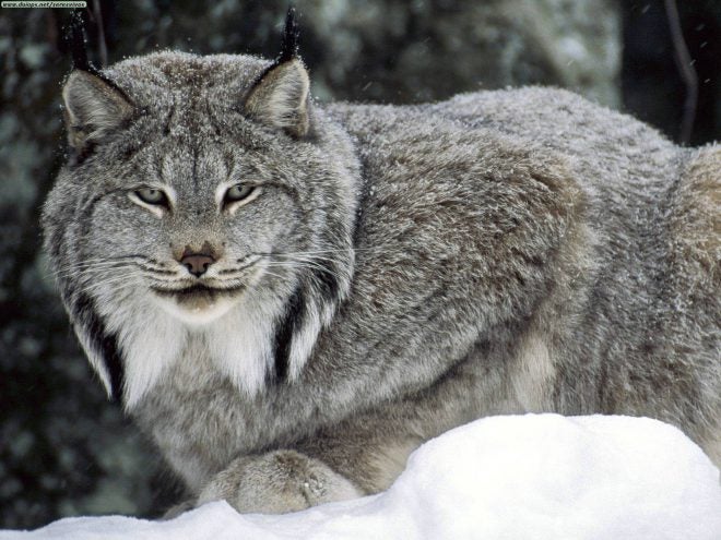 Court Lynx Trapping Ruling is Victory for All Hunters, Fishermen
