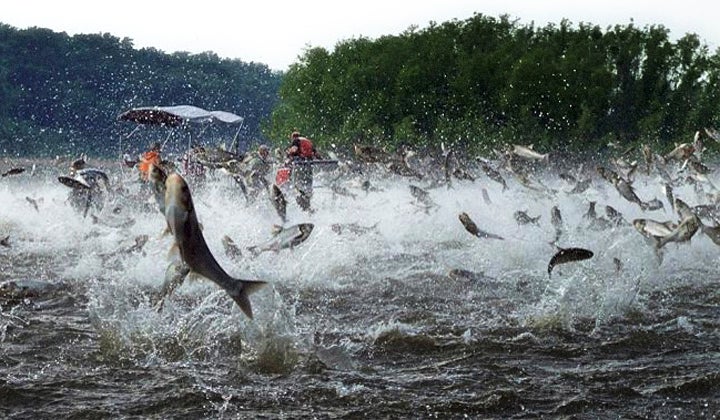 Kill Carp, Make a Million Bucks Kill Carp, Make a Million Bucks