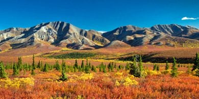 Autumnal Denali Nt Park Scenery with mountain range