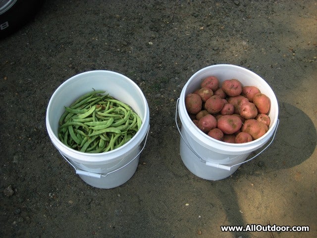 Beans and potatoes