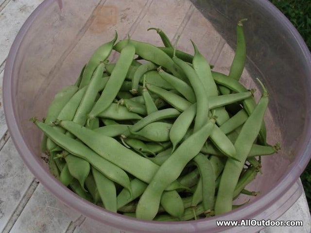 Home grown snap beans