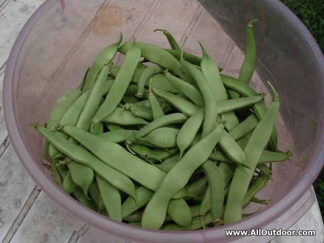 Two Types of Seeds to Stockpile for SHTF