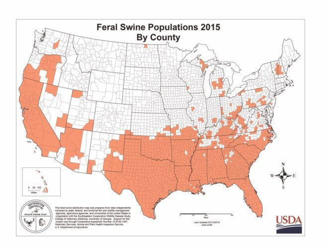 New Study Predicts Spread of Wild Pigs