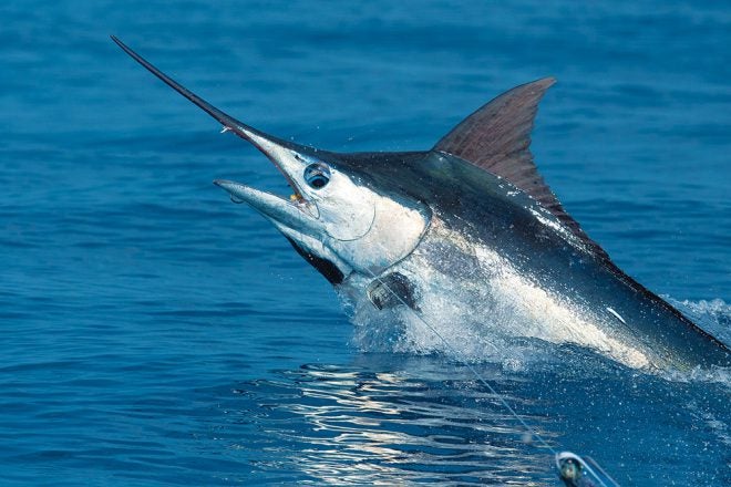 Billfish Conservation Act Re-Energized By U.S.
