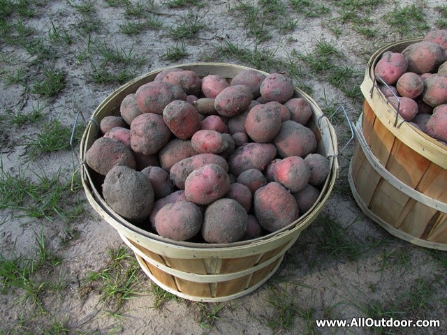 Basics of Growing Potatoes