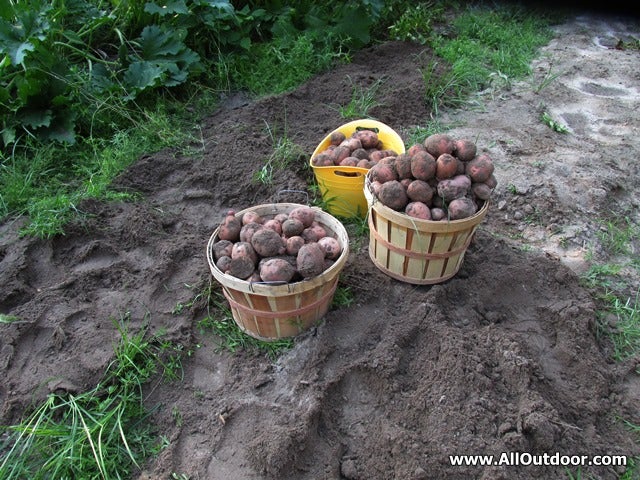 Harvesting Potatoes