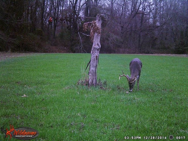 Time for the Whitetail’s Spring Tonic