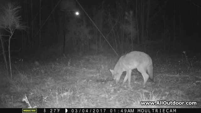 Trail Camera for Wildlife Observation