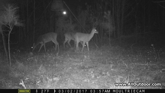 How Can Deer See in the Dark?