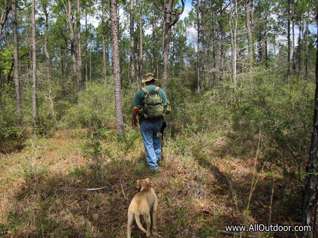 Hiking with dogs