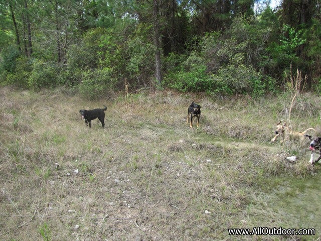 Preppers: Do You Take Your Dogs Scouting?