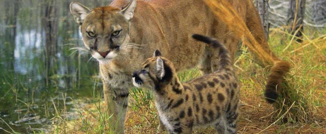 Catching Live Florida Panther Cubs Lands Man In Jail