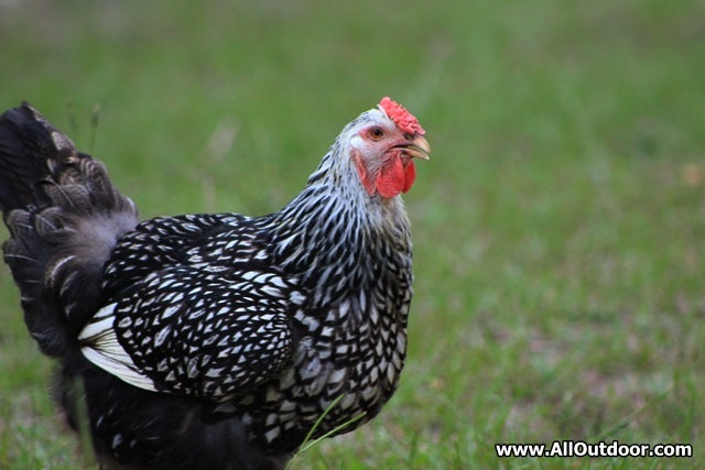 Two Ways to De-Stress Your Chickens