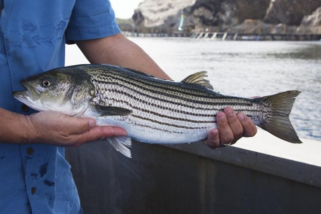 Maryland Anglers Ready to Rock for Striped Bass 