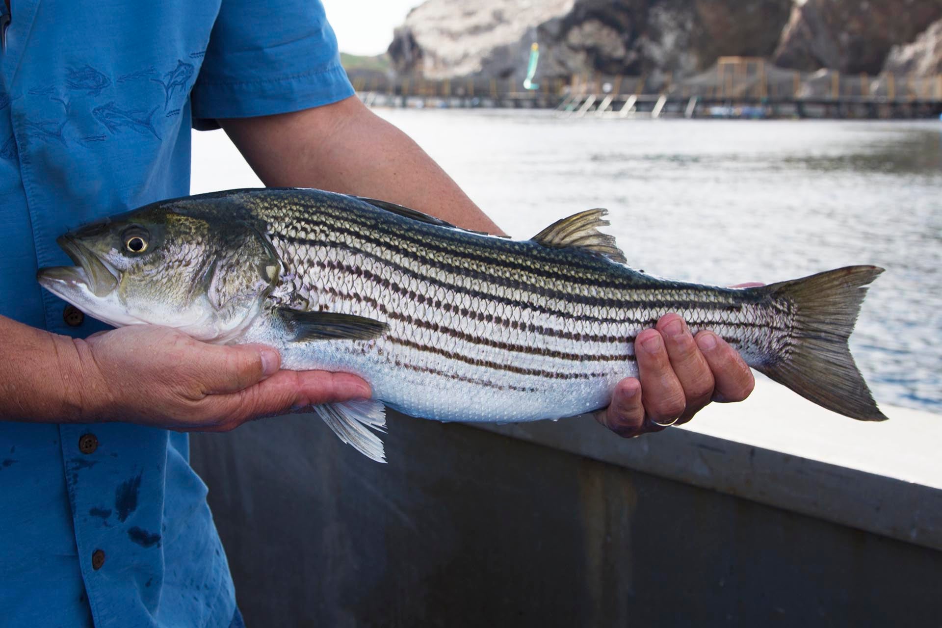 Maryland Striped Bass Season 2024 - Edin Nettle