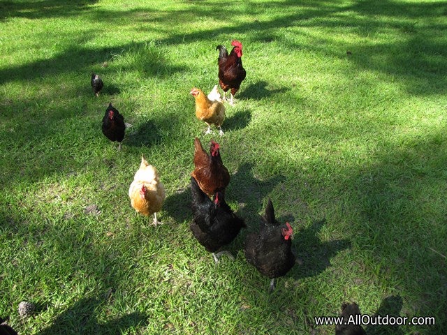 Four Excellent Chicken Breeds For Preppers