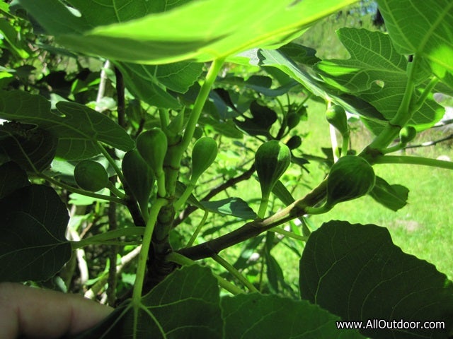 Remote cabin fig tree