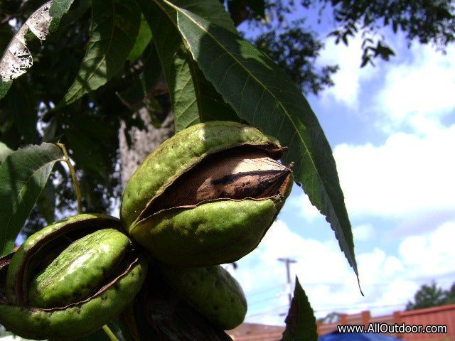 Pecans almost ready to drop