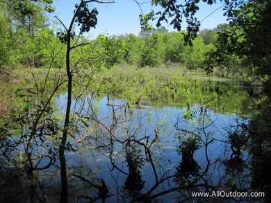 Log pond near old sawmill