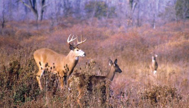 Indiana Deer Hunters Donate Enough Venison Last Season to Feed Over 250,000 People