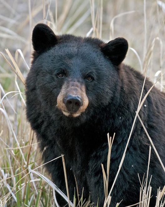 More Bear Hunters Needed in Coastal South Carolina
