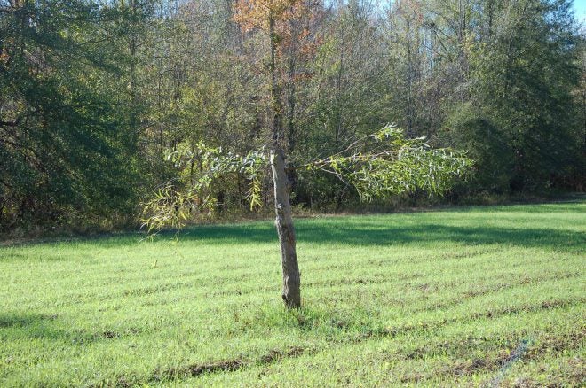 Summer Food Plot Maintenance