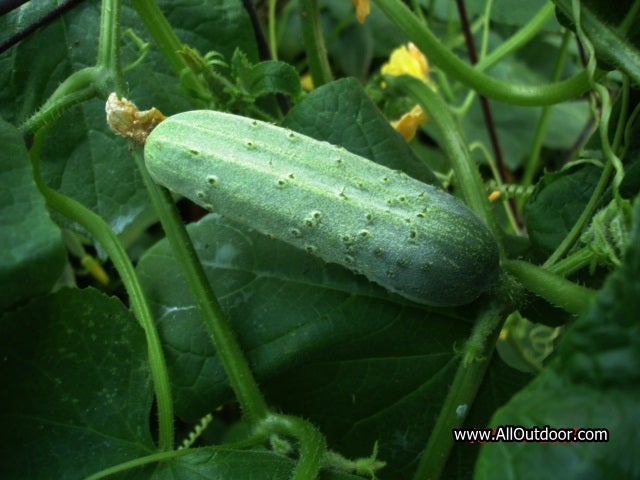 Cucumber