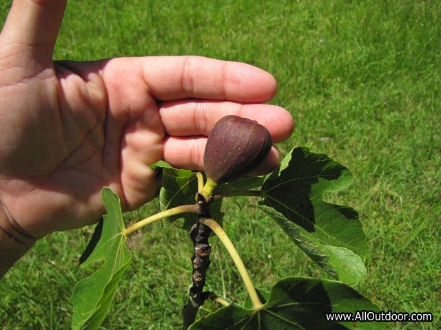 Image result for fig tree budding